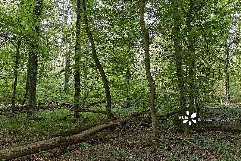 德国北莱茵-威斯特法伦州落叶混交林图片素材