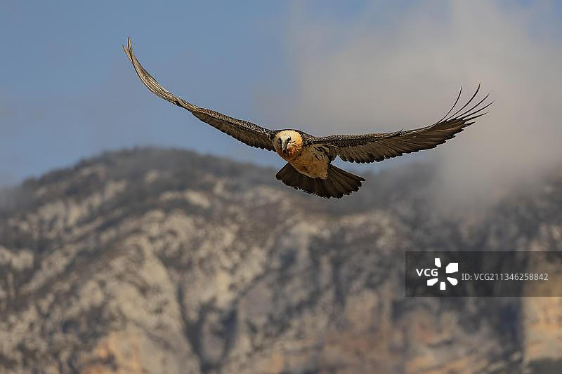 兀鹫在西班牙加泰罗尼亚比利牛斯山脉飞行图片素材