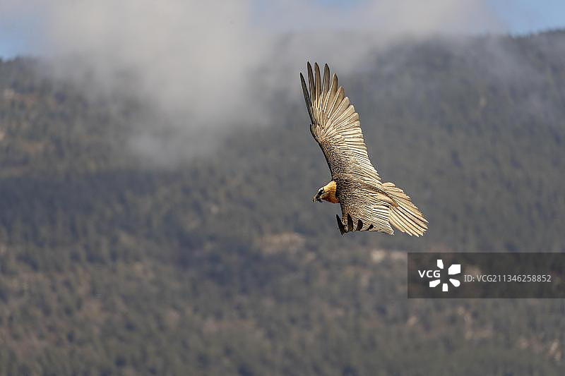 兀鹫在西班牙加泰罗尼亚比利牛斯山脉飞行图片素材