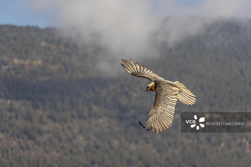 兀鹫在西班牙加泰罗尼亚比利牛斯山脉飞行图片素材