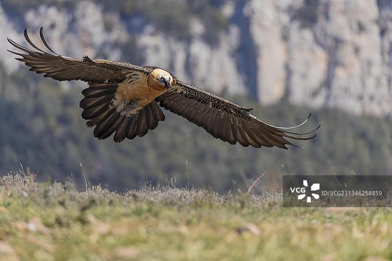 胡须秃鹫在比利牛斯山脉飞行图片素材