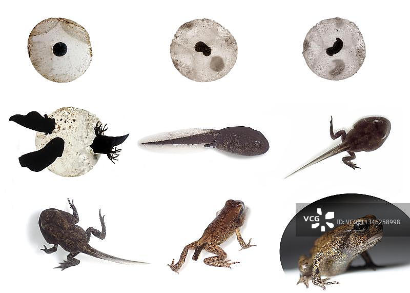 从蛙卵到蝌蚪、幼虫再到成年青蛙的完整发育过程，变态、转化、发育阶段、生命周期，德国柏林图片素材