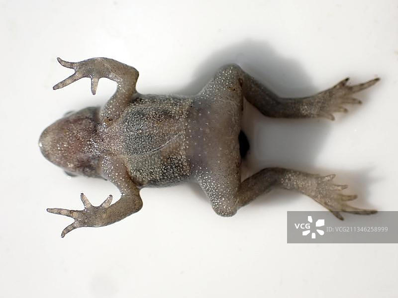 完成变态后装死的小型普通青蛙，欺骗捕食者，春天，柏林，德国，欧洲图片素材