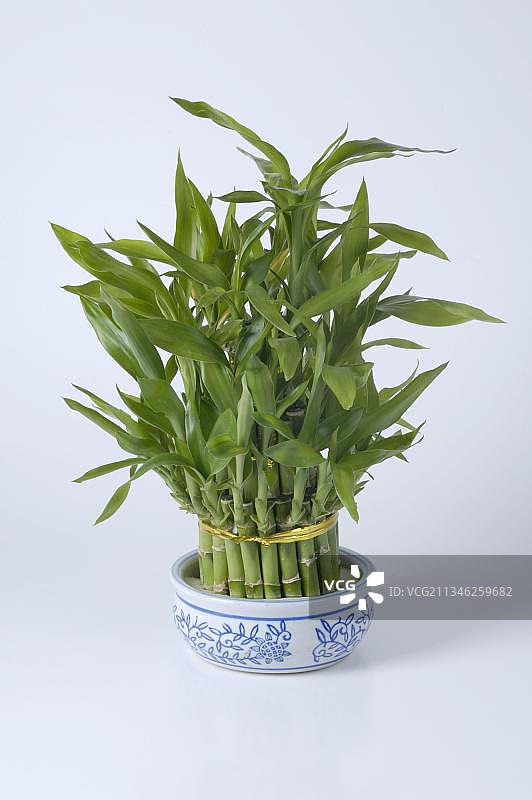 碗里的富贵竹图片素材