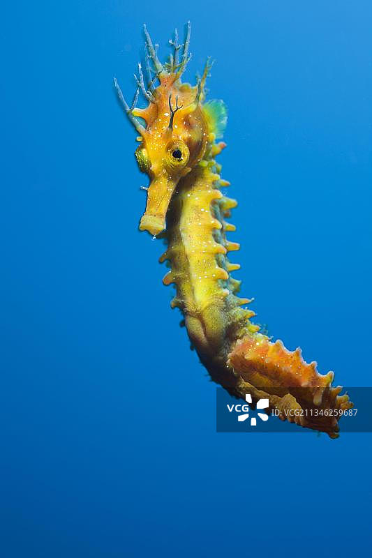 长吻海马图片素材