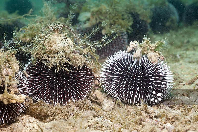 克罗地亚亚得里亚海的紫色海胆图片素材