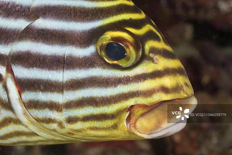 椭圆胡椒鲷，马尔代夫阿里环礁北部埃莱多岛礁图片素材