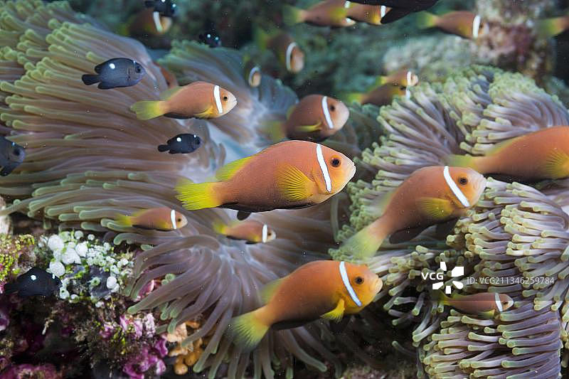 马尔代夫阿里环礁的黑双锯鱼和海葵图片素材