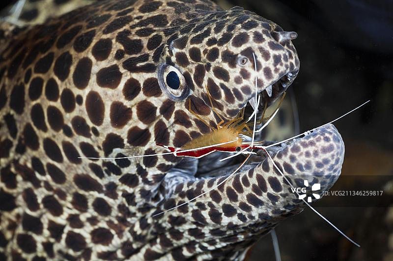 巴厘岛阿拉姆巴图，白条清洁虾清洁蜂窝海鳝图片素材