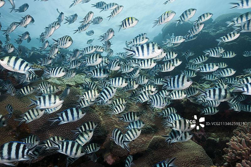 燕尾军士鱼，斐济维提岛贝卡泻湖，条尾雀鲷，军士鱼，大洋洲图片素材