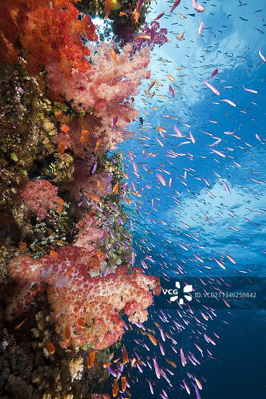 斐济洛马维蒂马科戈艾岛珊瑚礁：软珊瑚图片素材