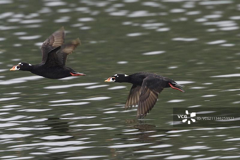 雄性斑头海番鸭，阿拉斯加内湾航道图片素材