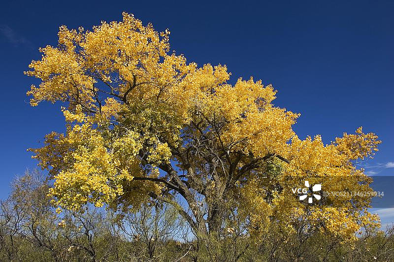 秋天的美国杨树图片素材