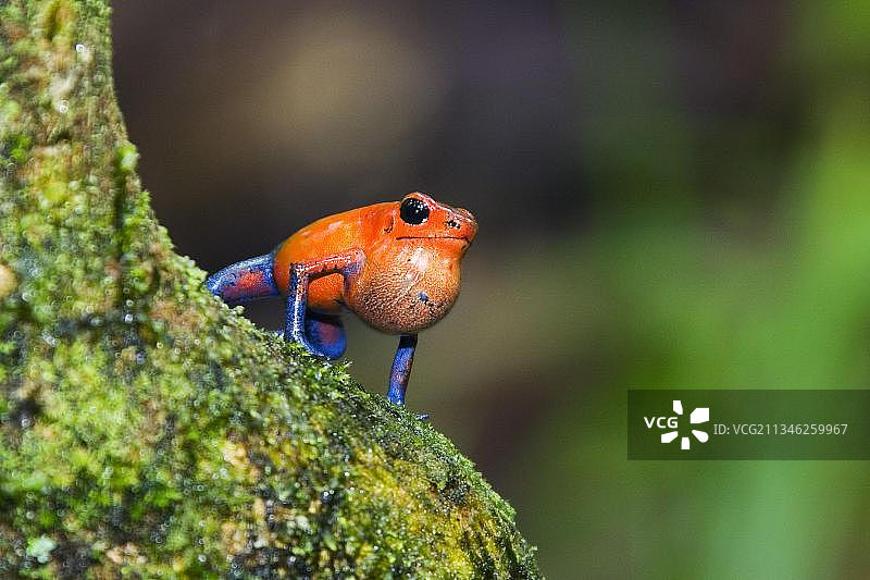 草莓箭毒蛙，雄性，声波，哥斯达黎加，中美洲图片素材