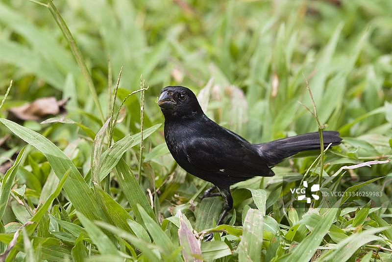 Changeling Seedeater，布劳略卡里略国家公园，雀类，哥斯达黎加，中美洲图片素材