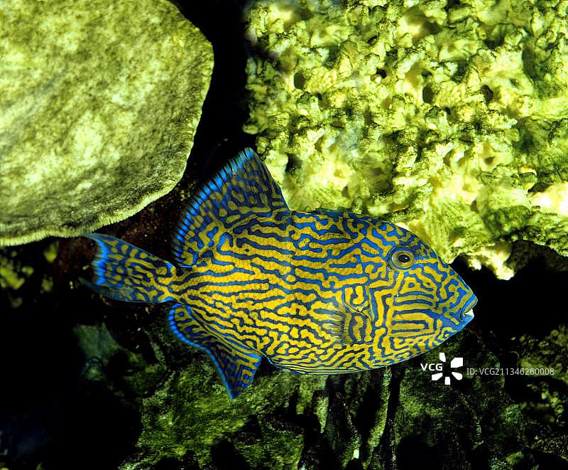 蓝线炮弹鱼图片素材