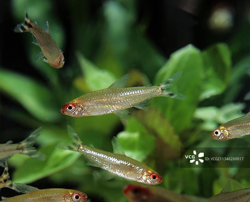 红鼻鱼图片素材