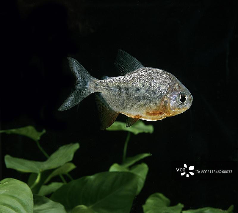 巨脂鲤图片素材