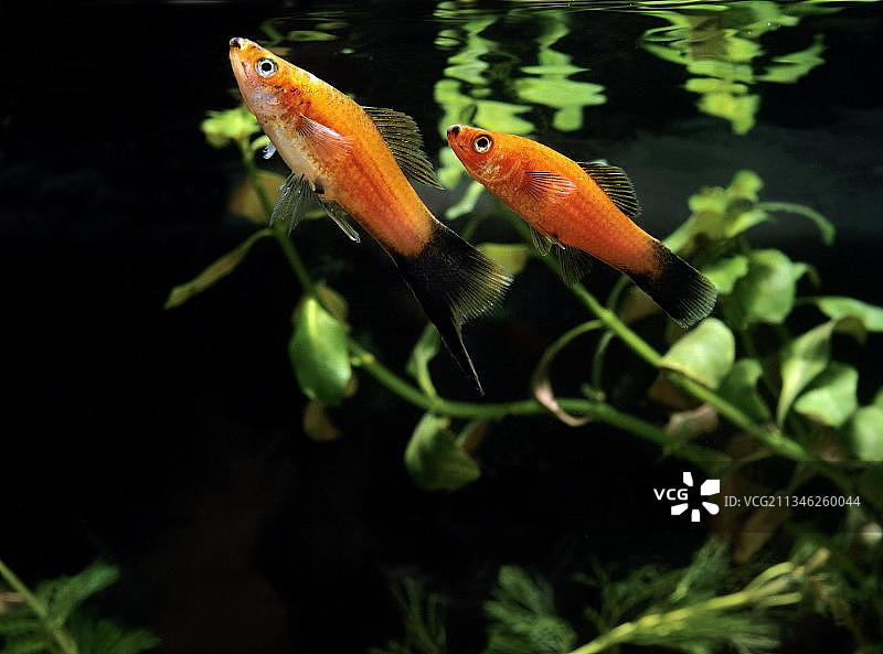 燕尾月光鱼图片素材