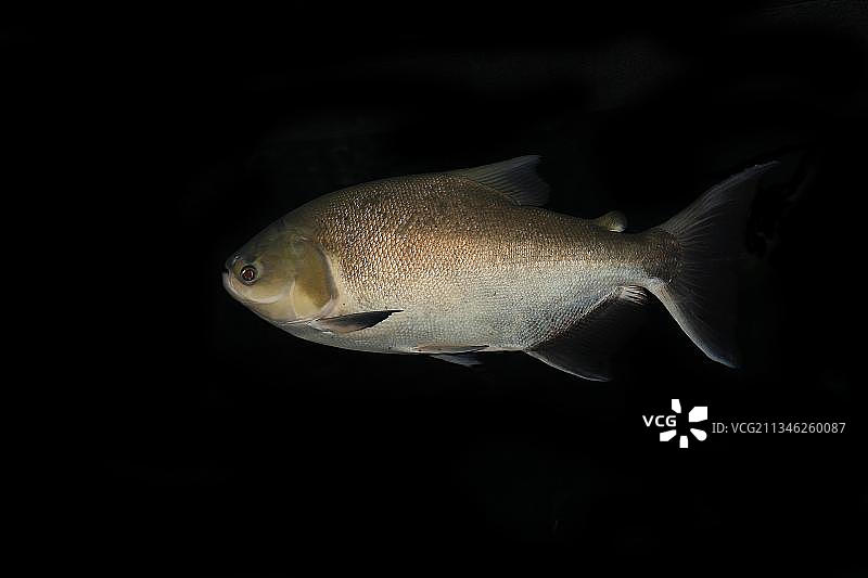 淡水白鲳，其他动物，鱼类，动物，锯脂鲤属鱼类，成鱼图片素材