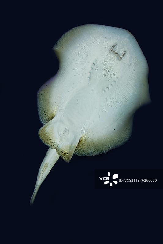 黄貂鱼图片素材