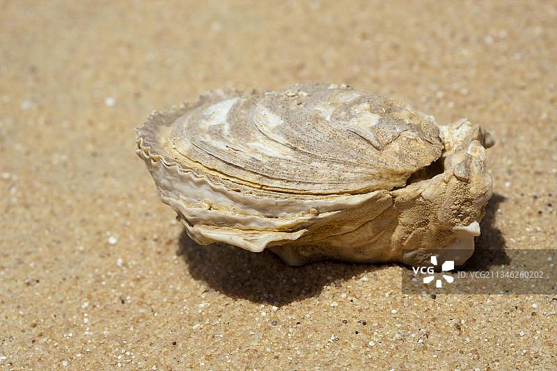 埃及利比亚沙漠拜哈里耶绿洲的石化贝壳图片素材
