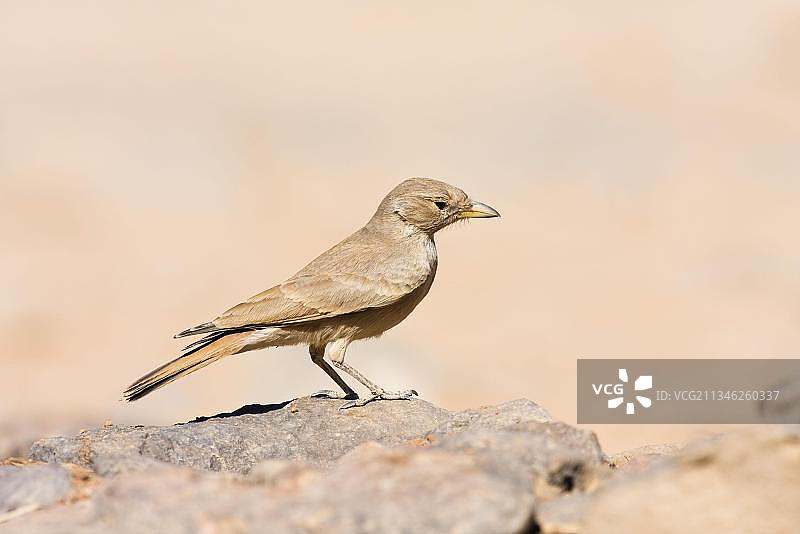 撒哈拉沙漠的沙漠百灵鸟，利比亚（Ammomanes deserti whitakeri）图片素材