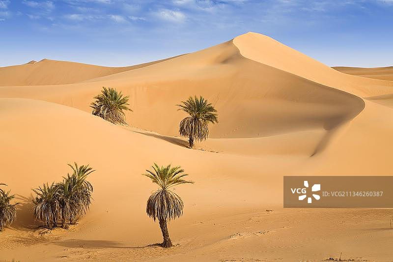 利比亚撒哈拉沙漠Um el Ma绿洲的椰枣树和沙丘图片素材