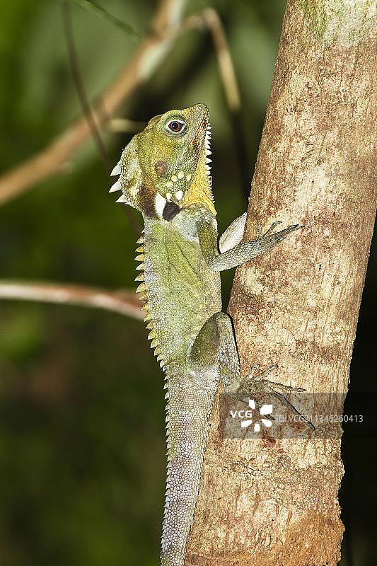 澳洲森林龙图片素材