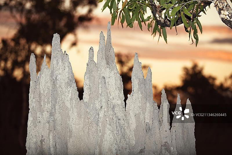 约克角半岛的罗盘白蚁丘，澳大利亚图片素材