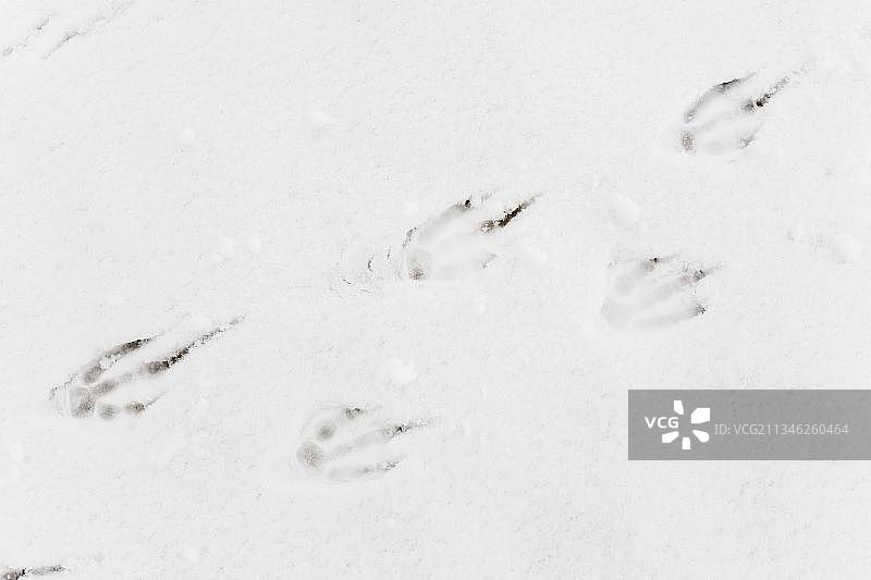 南极洲巴布亚企鹅的足迹图片素材