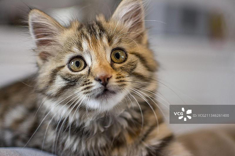 小猫的肖像图片素材