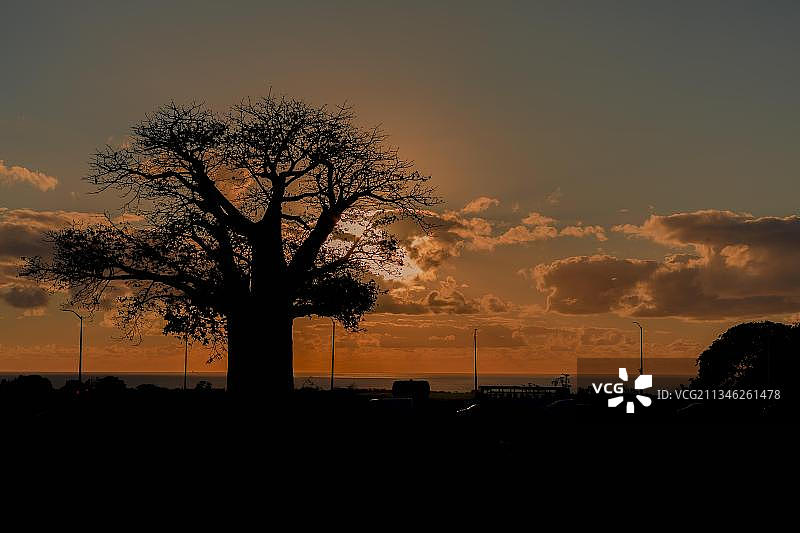 非洲毛里求斯日落时分的猴面包树剪影图片素材