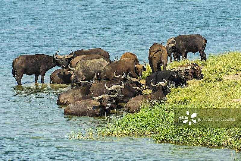 非洲水牛，伊丽莎白女王国家公园，乌干达，非洲图片素材