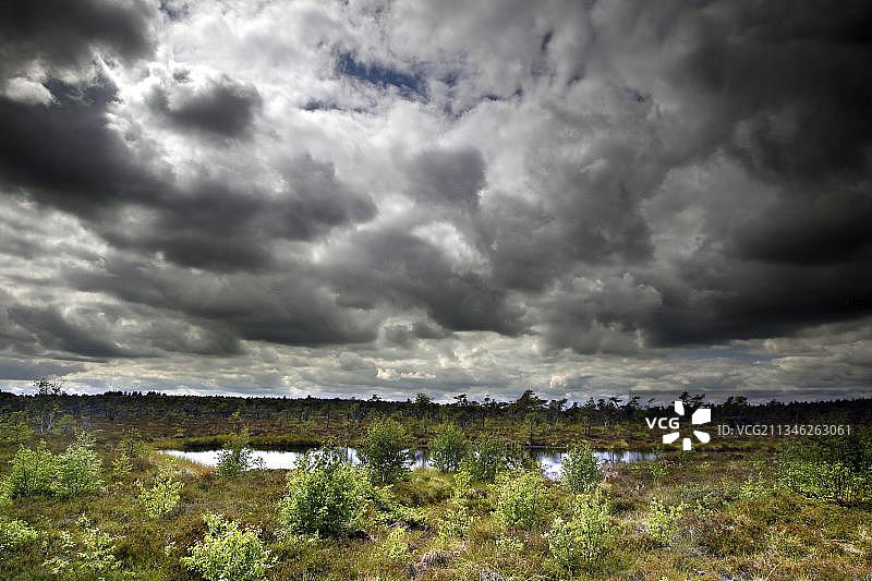 戏剧性的沼泽景观图片素材