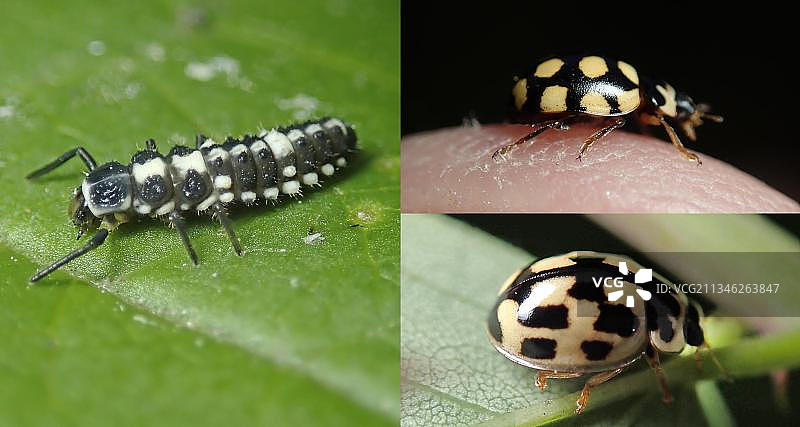 14星瓢虫（Propylea quatuordecimpunctata）或方格瓢虫，幼虫和甲虫的颜色变种，德国，欧洲图片素材