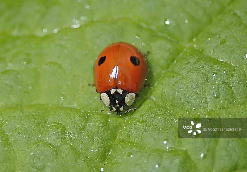 双星瓢虫，益虫，德国图片素材