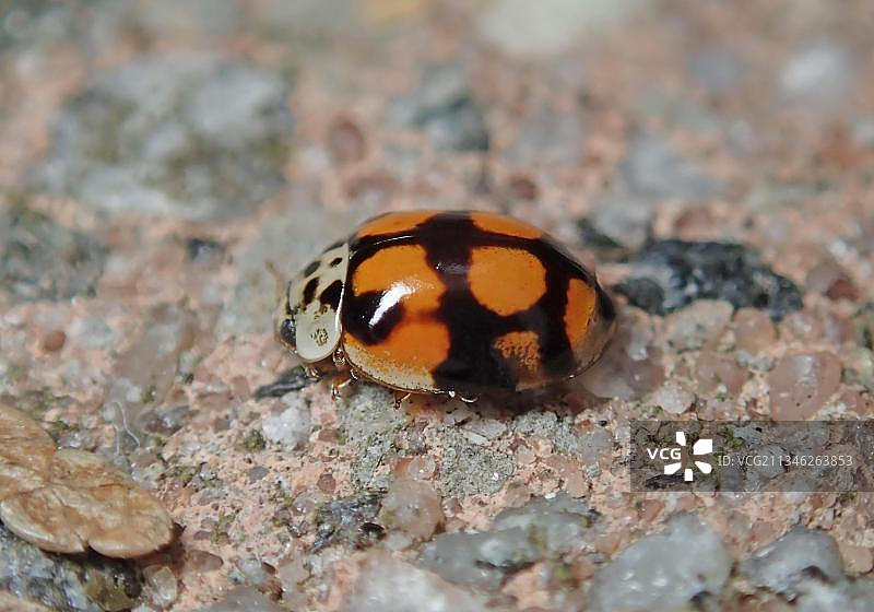十星瓢虫，彩色变种，益虫，德国，欧洲图片素材