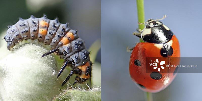 七星瓢虫的幼虫和成虫图片素材