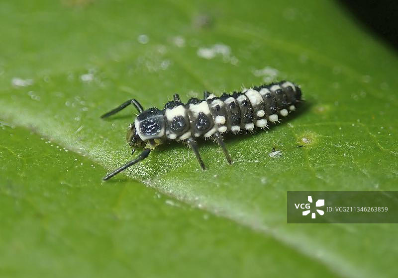 十四星瓢虫幼虫，德国，欧洲图片素材
