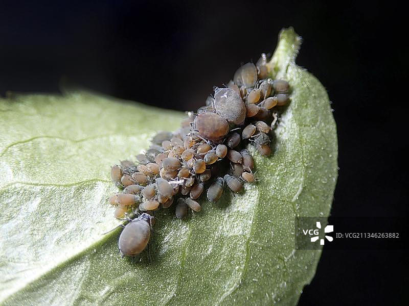 接骨木蚜虫，棕色变种，害虫，德国，欧洲图片素材