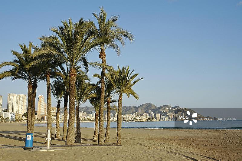 西班牙贝尼多姆蓬尼iente海滩的棕榈树图片素材