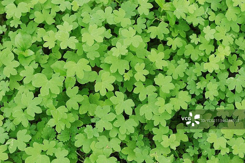 酢浆草新鲜叶子，美国德克萨斯州南部图片素材