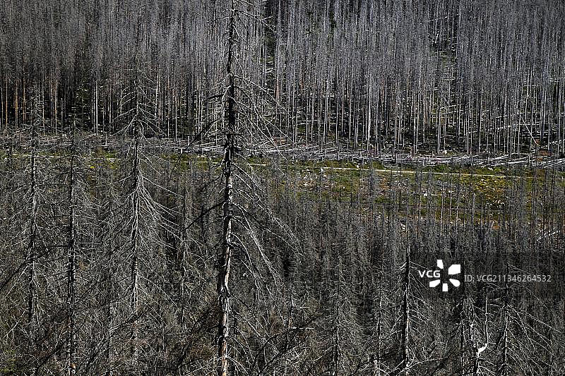 枯树，树木死亡，云杉，气候变化，树皮甲虫侵扰，德国哈尔茨国家公园图片素材