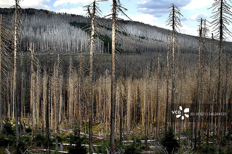 枯树，树木死亡，云杉，气候变化，树皮甲虫侵扰，德国哈尔茨国家公园图片素材