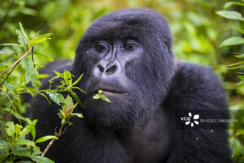 山地大猩猩，非洲卢旺达维龙加国家公园图片素材