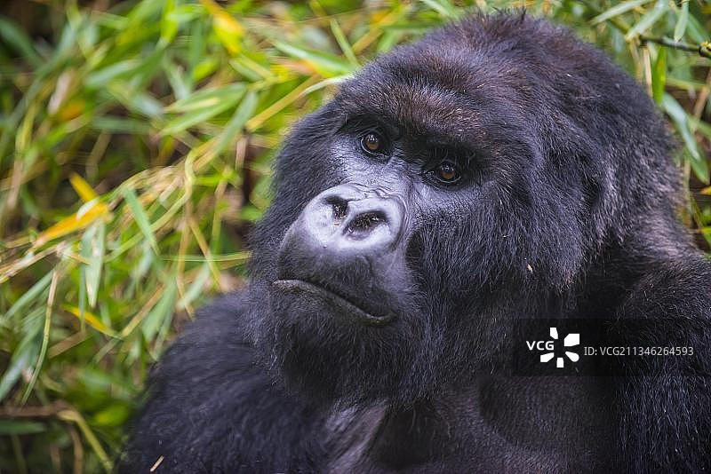 山地大猩猩，非洲卢旺达维龙加国家公园图片素材
