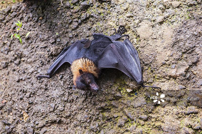 小飞狐在萨摩亚乌波卢岛的托苏阿海沟中图片素材