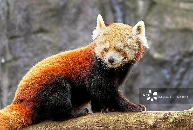 圈养小熊猫分布东喜马拉雅和中国西南部图片素材