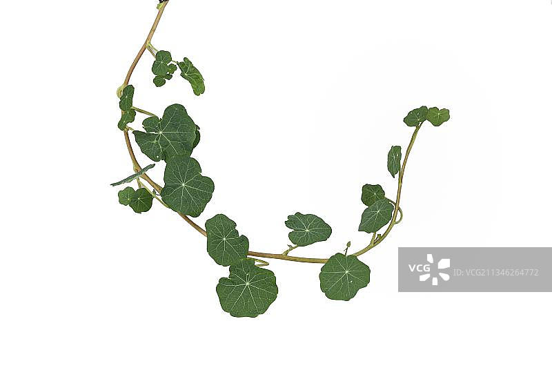 德国欧洲的花园旱金莲图片素材